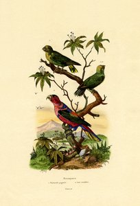 Pygmy Parrot